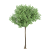 3d rendering of Olive plant isolated on transparent Canvas png