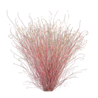 3d rendering of Parapholis grass isolated on transparent Canvas png