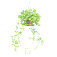 Hanging of Ivy plant in Pot isolated on transparent Canvas png