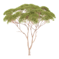 3d illustration of Eucalyptus tree isolated on transparent canvas png