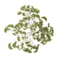 3d rendering of eucalyptus plant isolated on transparent Canvas from top view png
