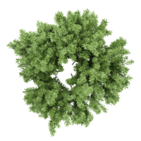 From the top view of Honey Mesquite plant for architecture visualization png