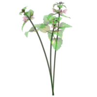 Collection of Red deadnettle plant isolated on transparent Canvas png