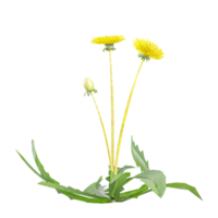3d rendering of Common Dandelion plant isolated on transparent Canvas png