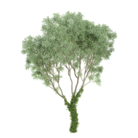 3d illustration of Welsh oak tree isolated on transparent canvas png
