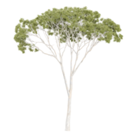collection of Eucalyptus tree with realistic style png