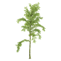 3d rendering of Elm plant isolated on transparent Canvas png