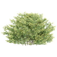 3d illustration of Dwarf Burning plants isolated on transparent canvas png