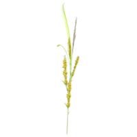 3d rendering of Wheat Cereal grain isolated on transparent Canvas png