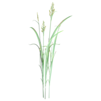 3d rendering of Rice isolated on transparent Canvas png