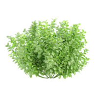 3d rendering of Box plant isolated on transparent Canvas png