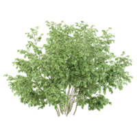 3d rendering of Ficus Benjamin plant isolated on transparent Canvas png