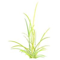 3d rendering of Cogon grass isolated on transparent Canvas png