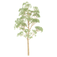 3d rendering of Eucalyptus microcorys tree isolated on transparent Canvas png
