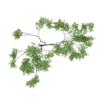3d rendering of Beech plant isolated on transparent Canvas from top view png