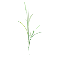 3d rendering of Timothy grass isolated on transparent Canvas png