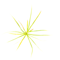 3d illustration of Sedges grass isolated on transparent canvas from top view png