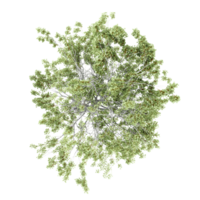 3d illustration of Populus sect Aigeiros trees isolated on transparent Canvas from top view png