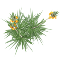3d Rendering Of Crown imperial plant With Transparent Canvas top view png