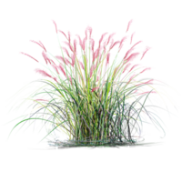 3d rendering of Fountain grass on isolated canvas png