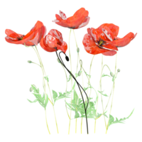3d Rendering Of Common poppy Plant With Transparent Canvas png