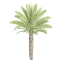 3d Rendering Of Date palm With Transparent Canvas png