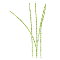 3d Rendering Of Common Horsetail Plant With Transparent Canvas png