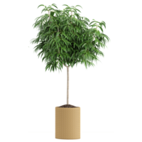 3d illustration of Ficus maclellandii isolated on transparent Canvas png