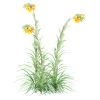 3d Rendering Of Crown imperial plant With Transparent Canvas png