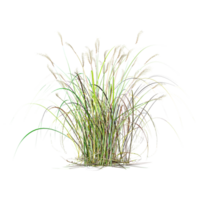3d rendering of Cogon grass on isolated canvas png