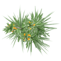 Crown imperial plant isolated on Canvas from top view png