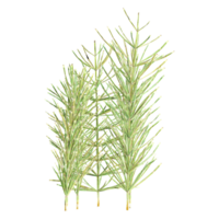 3d Rendering Of Field horsetail Plant With Transparent Canvas png