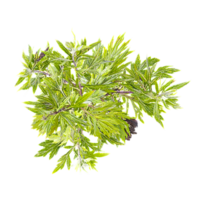 3d Rendering Of Canada goldenrod plant With Transparent Canvas from top view png