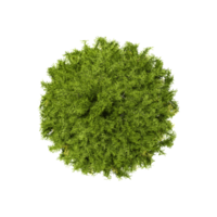 Topview of Sprenger's asparagus plant with plant isolated on transparent Canvas png