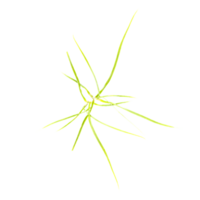 Collection of Cogon grass isolated on transparent Canvas from the top view png