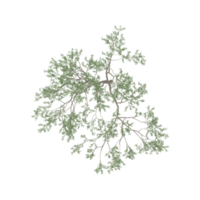 Green Cherry Tree isolated on transparent Canvas from top view png