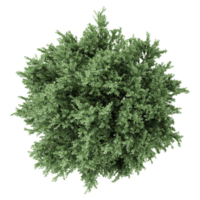 3d illustration of European ash trees isolated on transparent Canvas from top view png