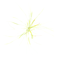 3d illustration of grass isolated on transparent canvas from top view png