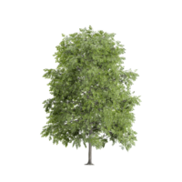 3d Rendering Of Fraxinus Tree With Transparent Canvas png