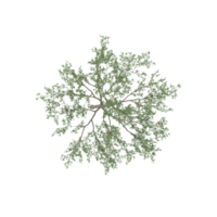 collection of Cherry Tree with realistic style from top view png