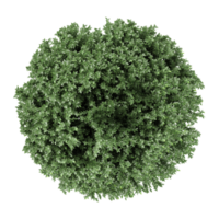3d illustration of Juniper trees isolated on transparent Canvas from top view png