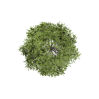 Fraxinus tree on isolated Canvas from the top view png
