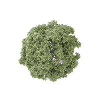 Topview of Plane Treein transparent Canvas png