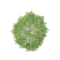 Topview of crack willow tree in transparent Canvas png