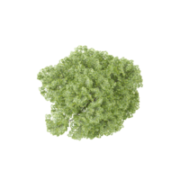 3d rendering of Luxuriant tree from the topview png