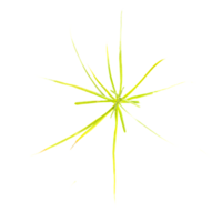 3d Rendering Of grass With Transparent Canvas from top view png