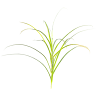 3d Rendering Of grass With Transparent Canvas png
