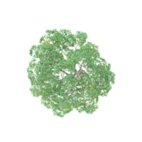 collection of White Poplar Tree in pot with realistic style from top view png