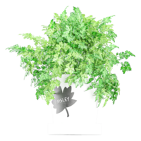 3D rendering of Parsley in Pot isolated on transparent Canvas png