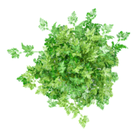 3D rendering of Parsley in Pot isolated on transparent Canvas from the top view png